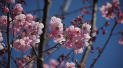 桜　太秦映画村