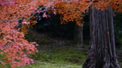 東福寺　紅葉7