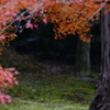 東福寺　紅葉7