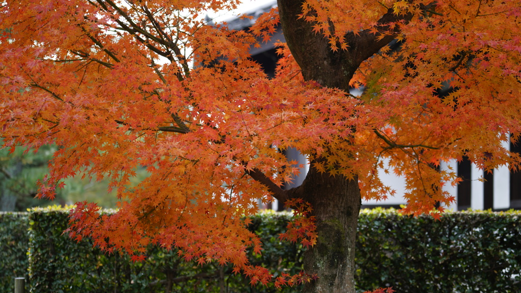 東福寺　紅葉9