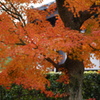 東福寺　紅葉9