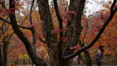 東福寺　紅葉13