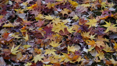 東福寺　紅葉12