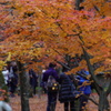 東福寺　紅葉10