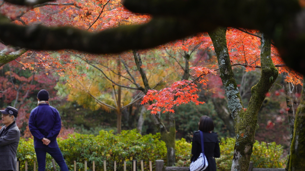 東福寺　紅葉3