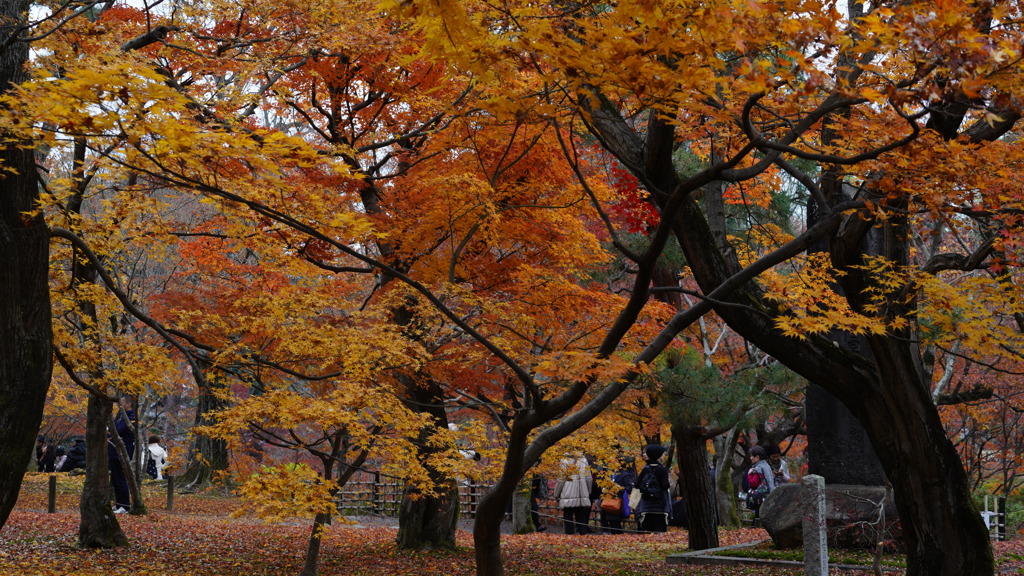 東福寺　紅葉8