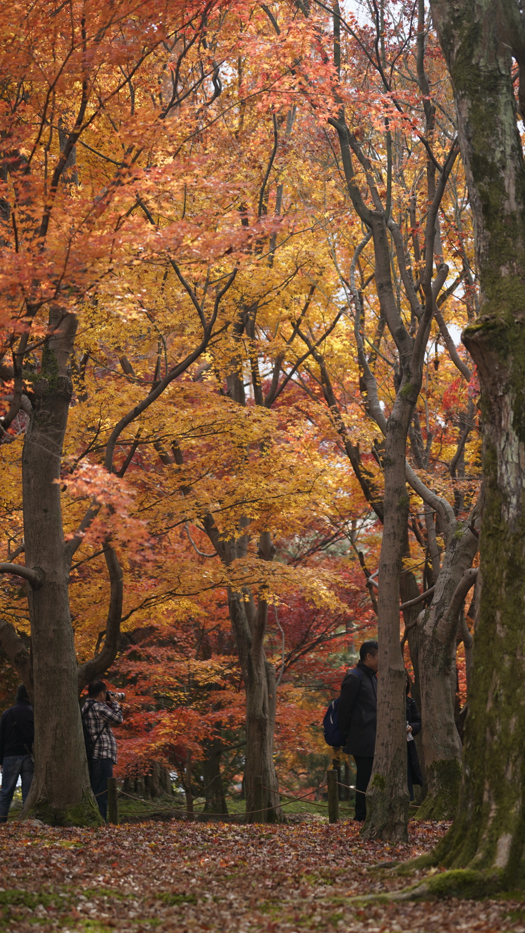 東福寺　紅葉11