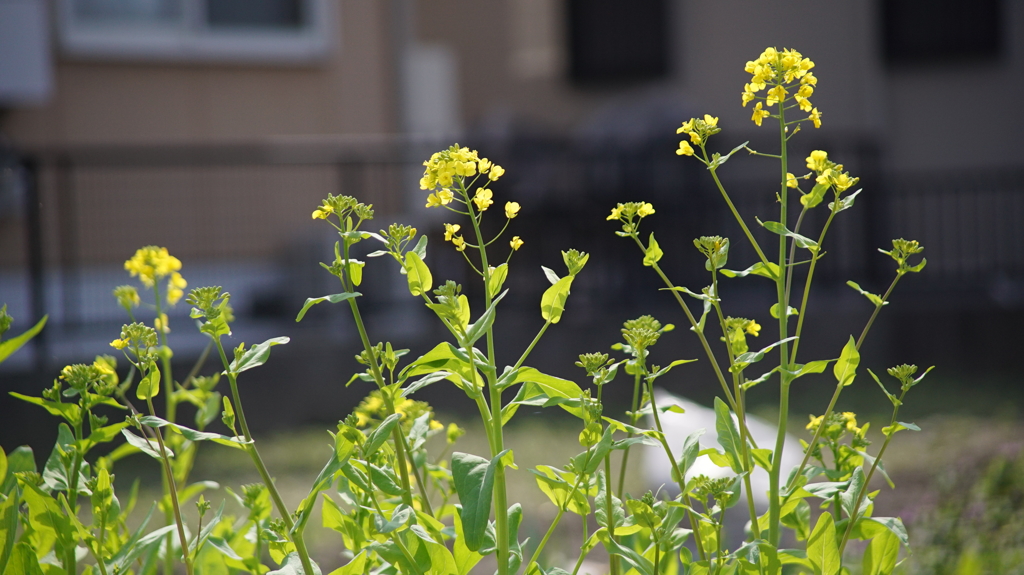 菜の花