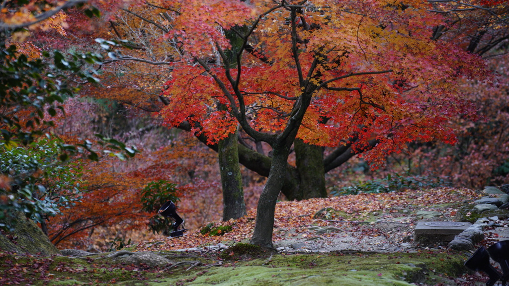 東福寺　紅葉1