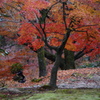 東福寺　紅葉1