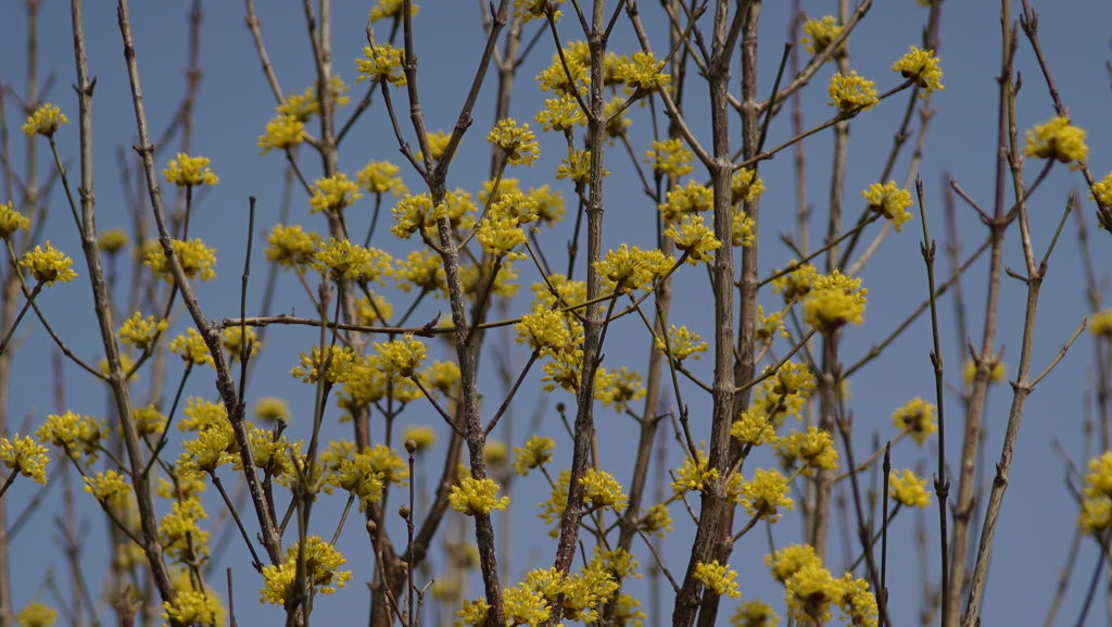 春の気配