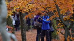 東福寺　紅葉8