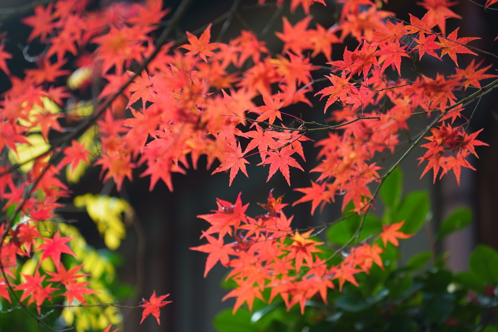 東福寺　紅葉4