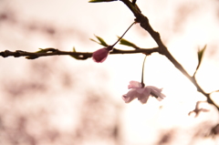 芋虫の隠れ家