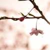 芋虫の隠れ家