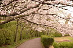 咲いた