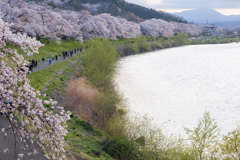 宮城　一目千本桜