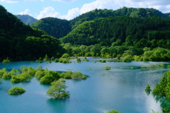 秋扇湖の水没林