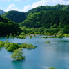 秋扇湖の水没林