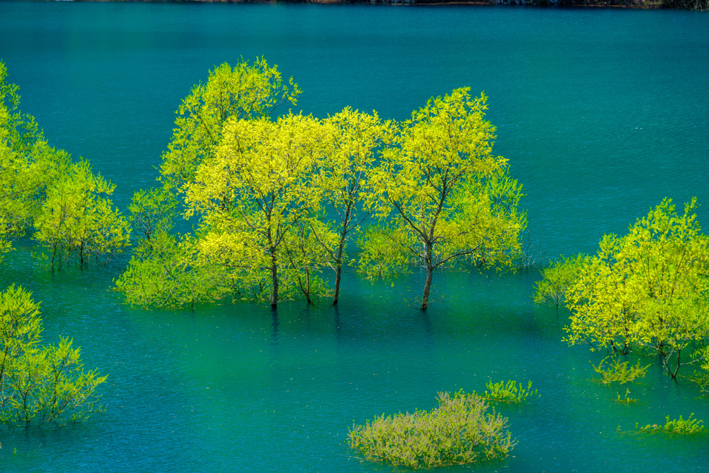 秋扇湖の水没林