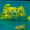 秋扇湖の水没林