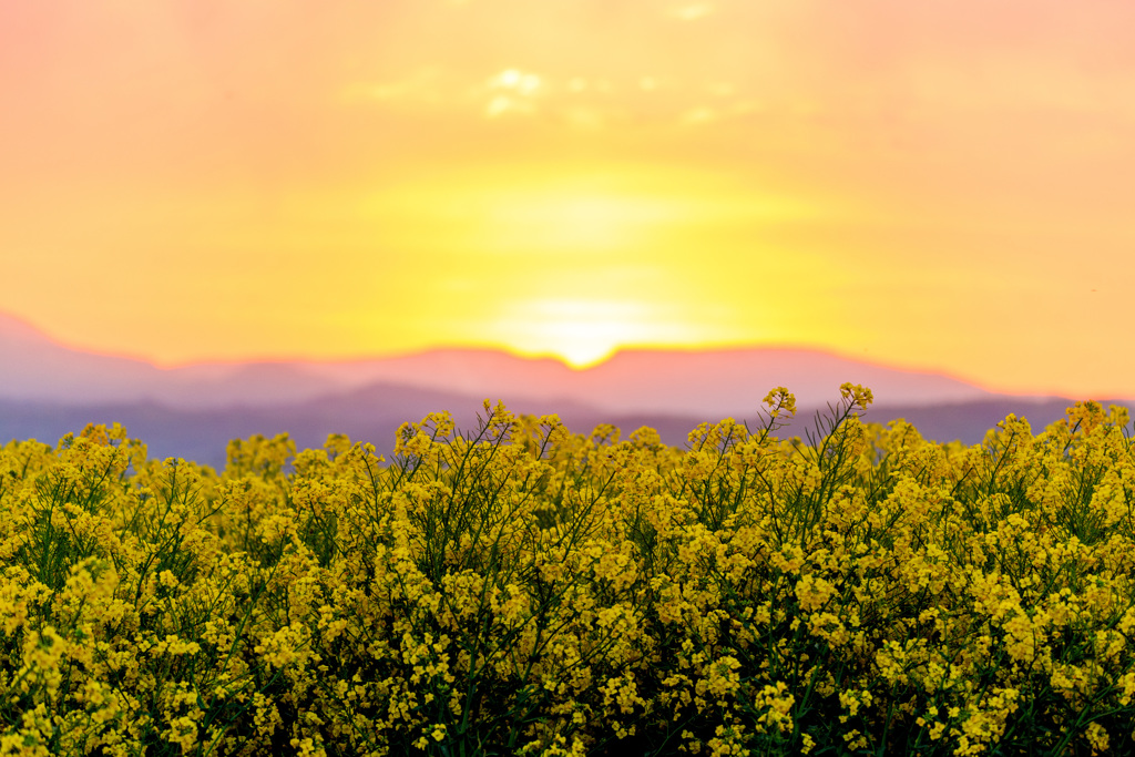 菜の花の夕暮れ