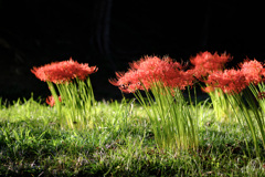 陽だまりの赤 - 船岡城址公園の彼岸花