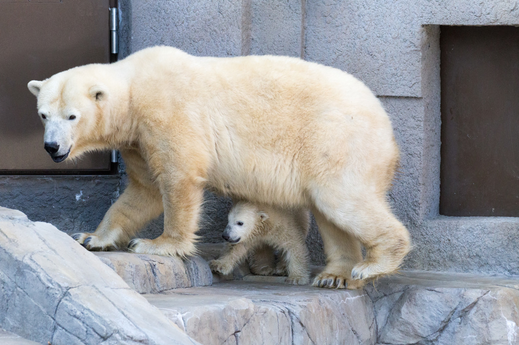シロクマ親子