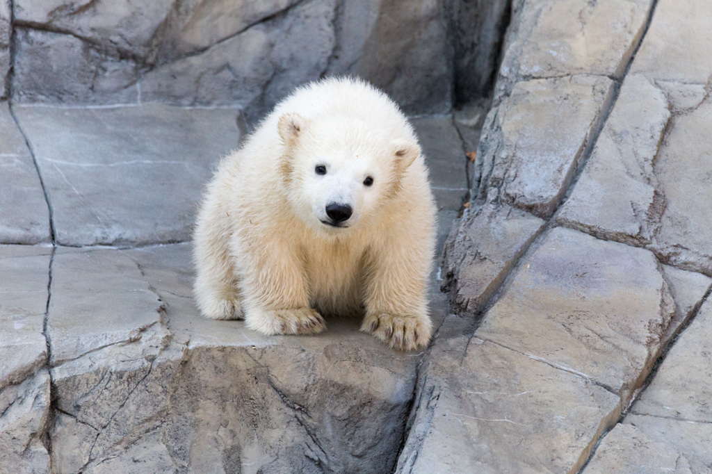 シロクマの赤ちゃん