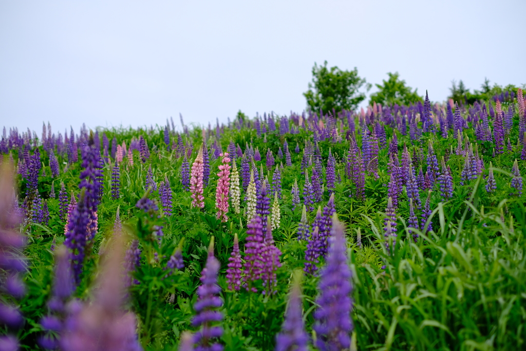 異世界の花