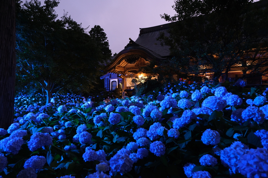 あじさい寺