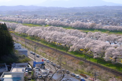 白石川堤一目千本桜（船岡城址公園から撮影）