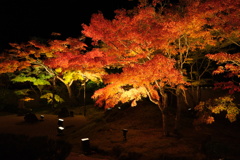 秋灯 ― 円通院にて ―