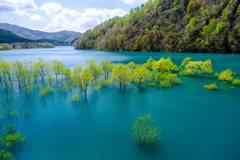 秋扇湖の水没林③