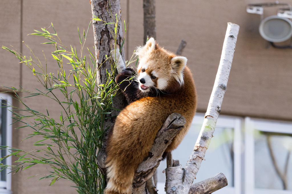 レッサーパンダ