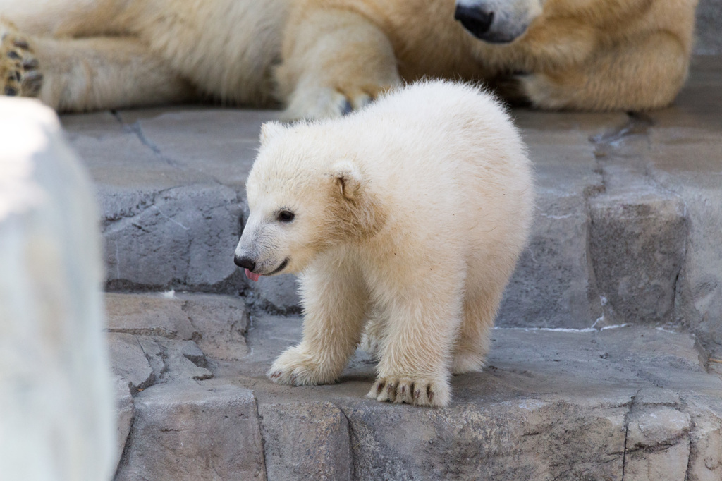 シロクマの赤ちゃん
