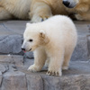 シロクマの赤ちゃん