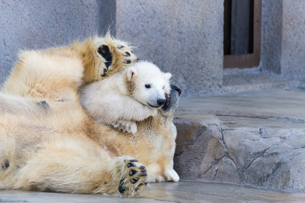 シロクマ親子