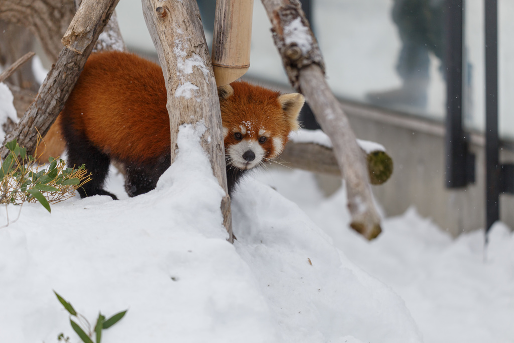 レッサーパンダのお散歩