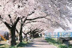 桜と自転車