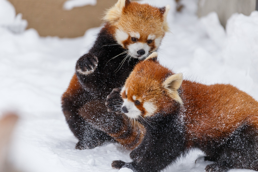 雪の中じゃれ合い