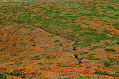 栗駒山の紅葉絨毯