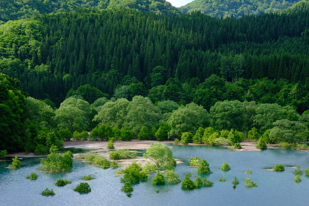 水没林