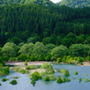水没林