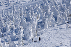 蔵王の樹氷