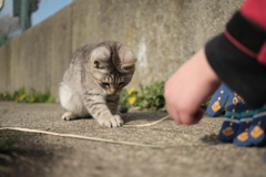 子猫