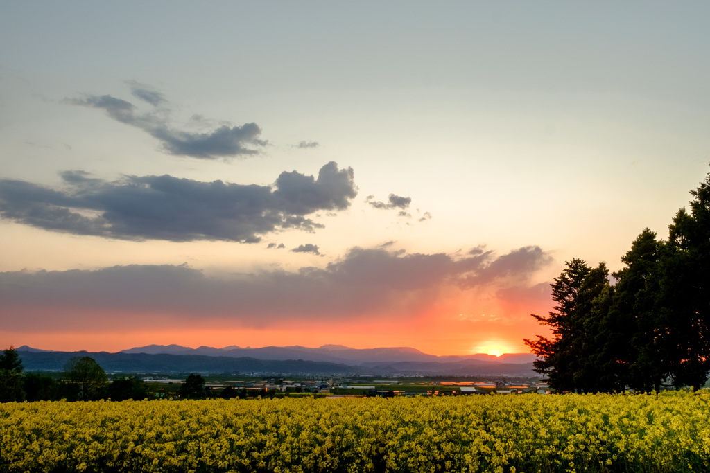 菜の花の町の夕暮れ