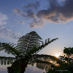 石垣市の朝から