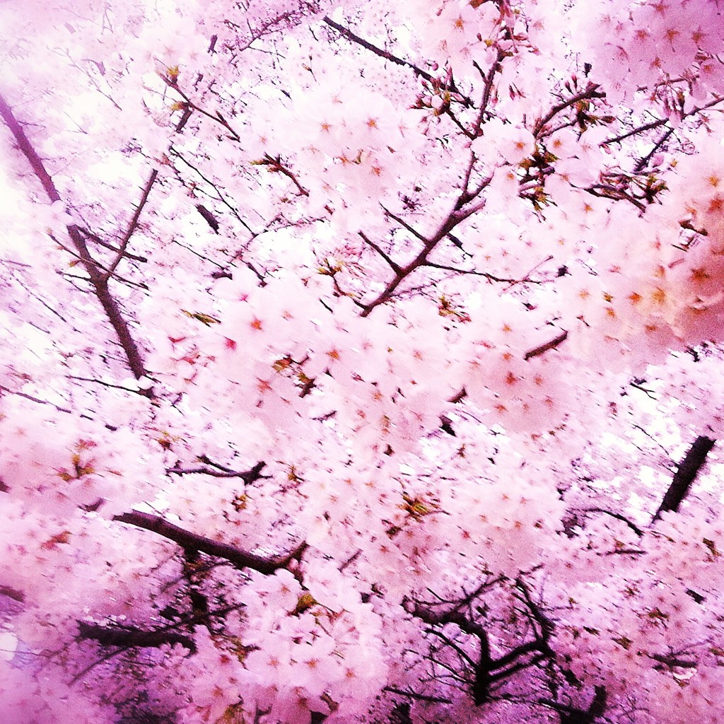 Sakura