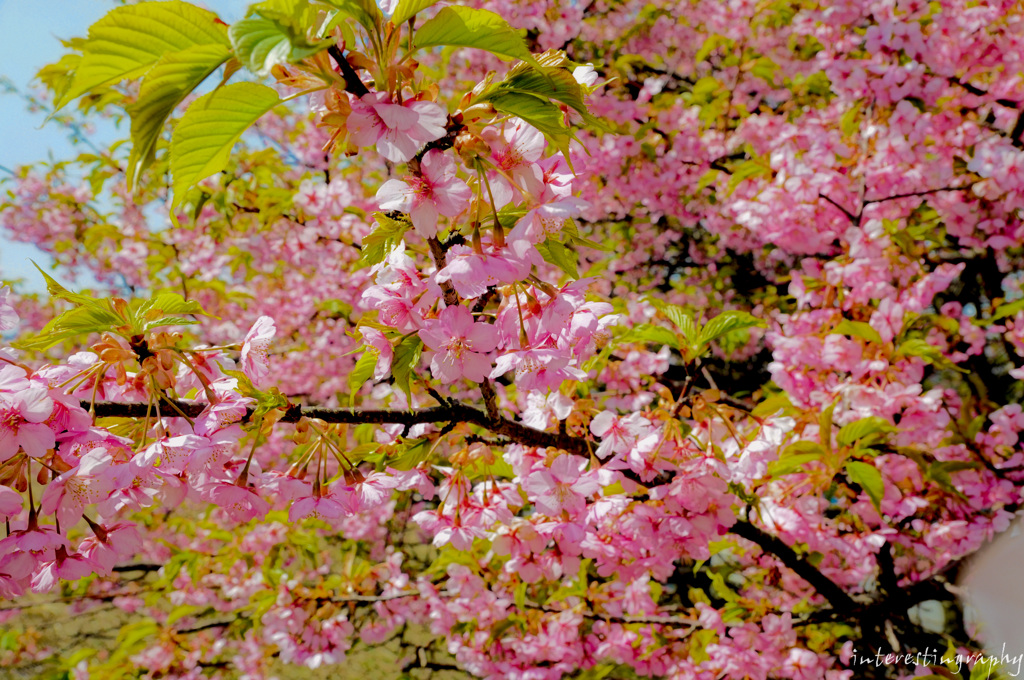 河津桜